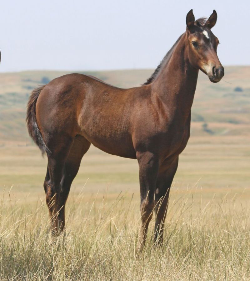 010 - Colonels Glitter filly